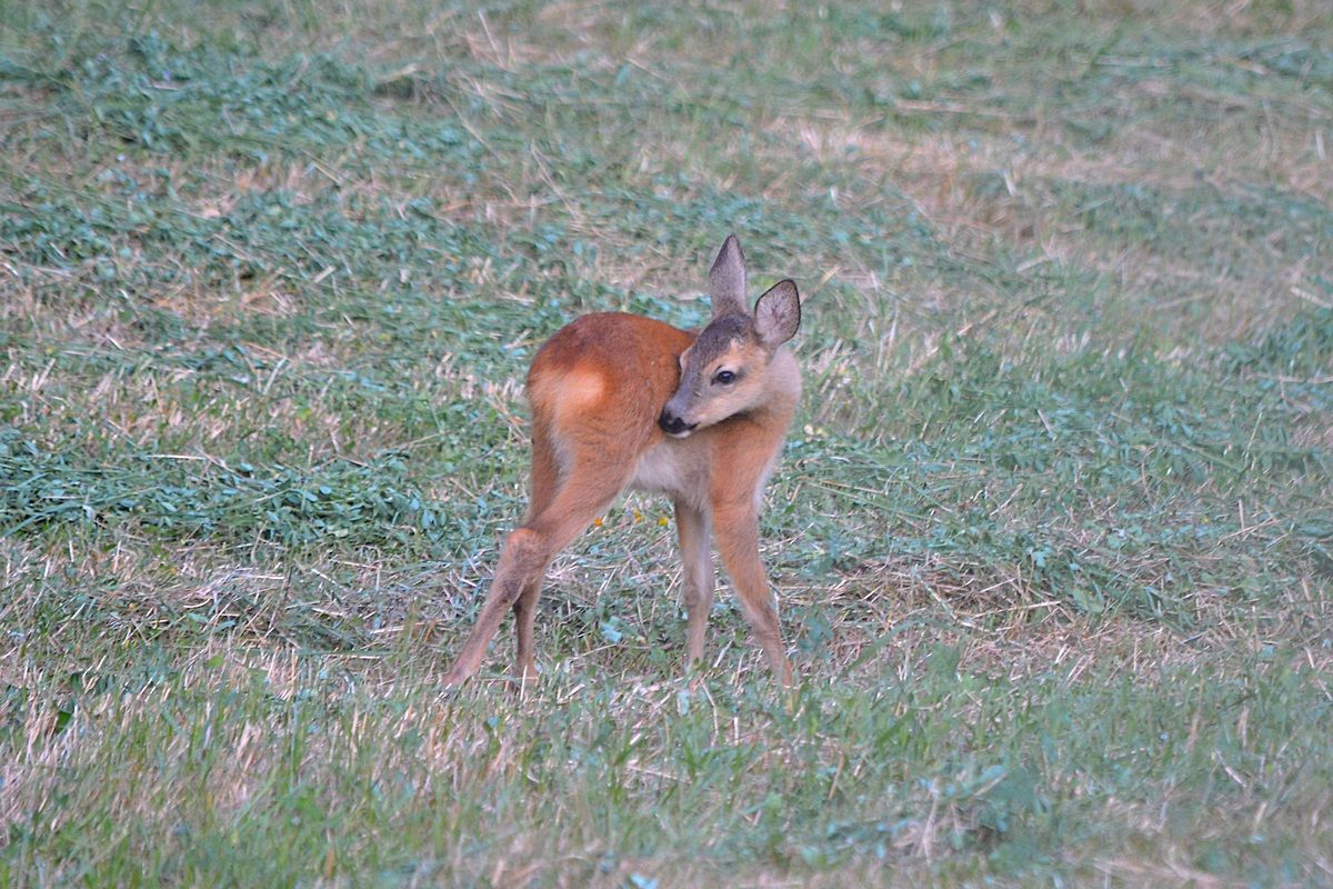 small deer