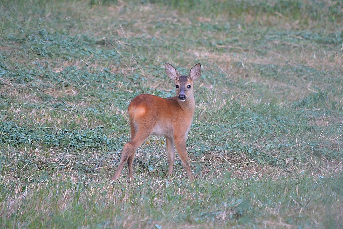 small deer