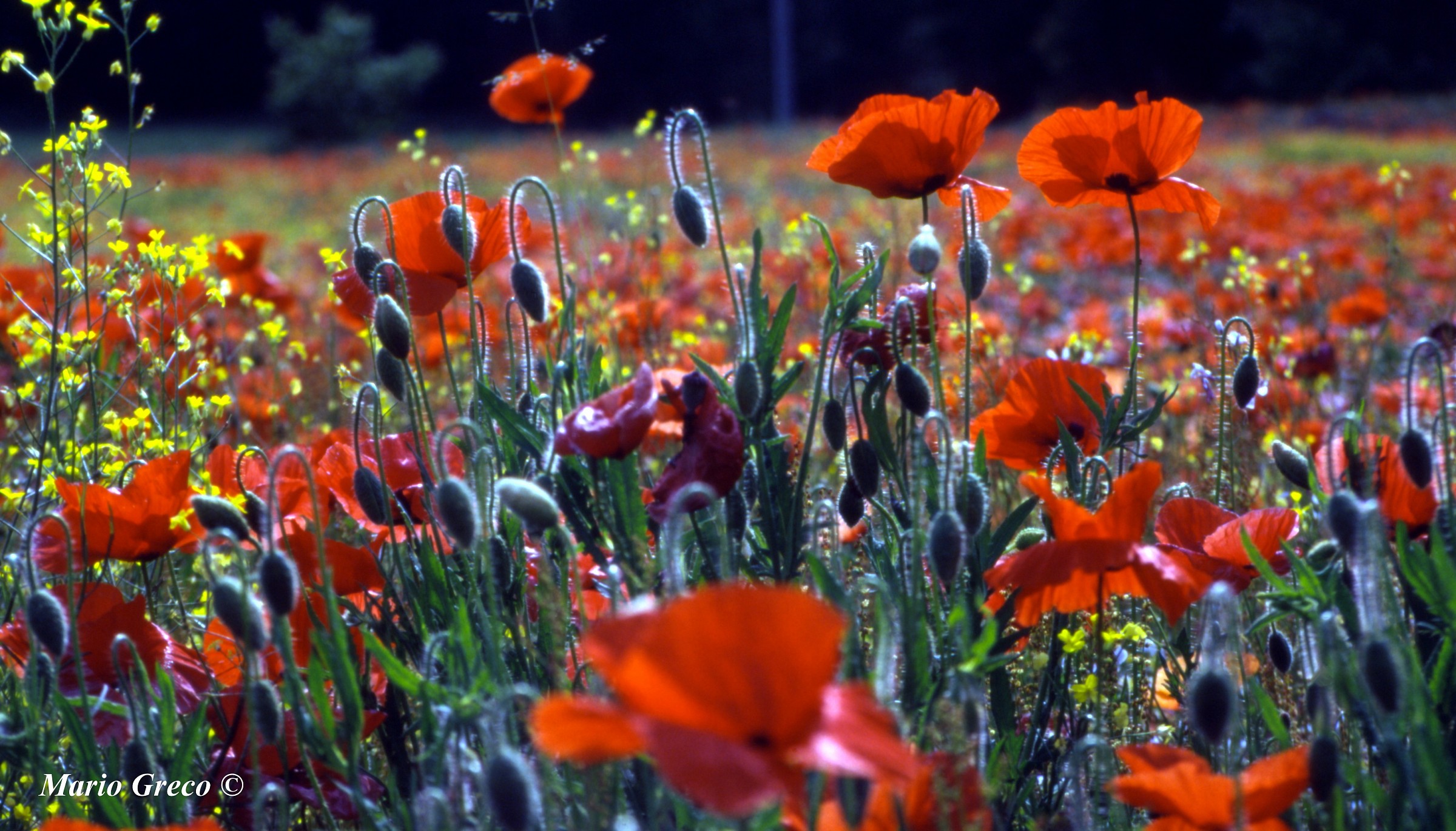Papaveri di Montagna