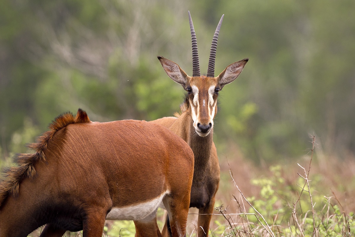 Giovane antilope nera