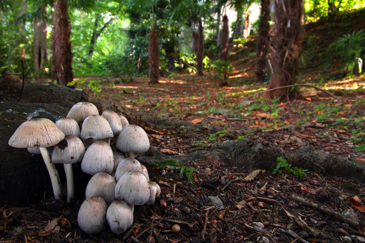 Coprinus alopecia
