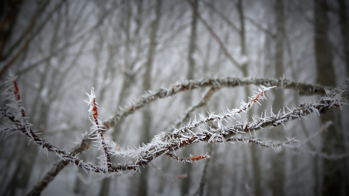 Reverse Monte Serra Cross