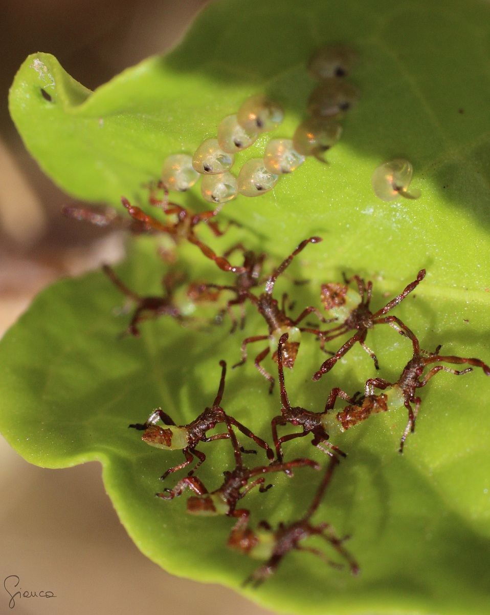 The eleven seasonal debut