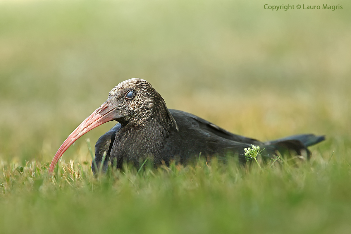 Ibis Eremita : la siesta