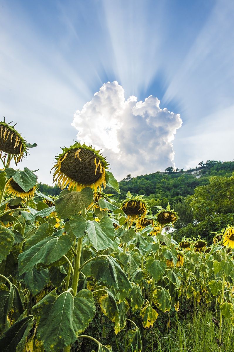 Aspettando la pioggia