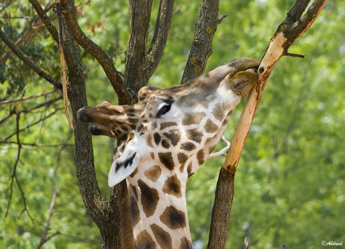 Rothschild Giraffe