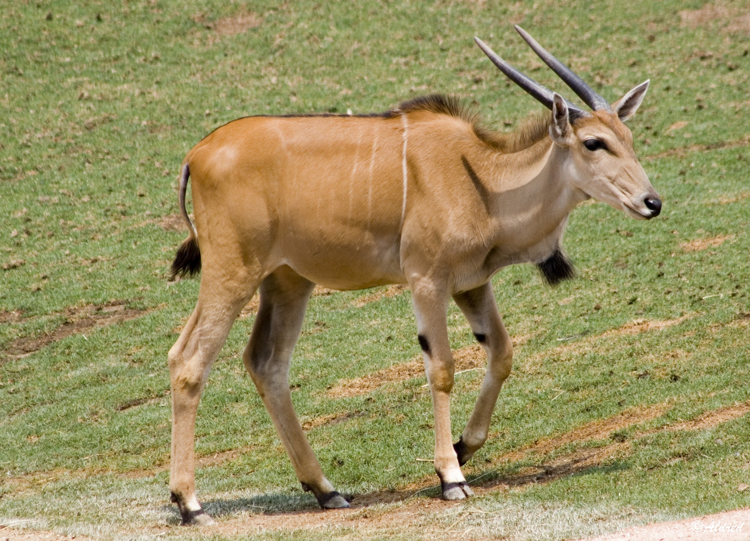 Eland antelope