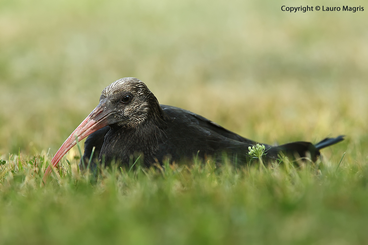 Hermit Ibis: The Awakening