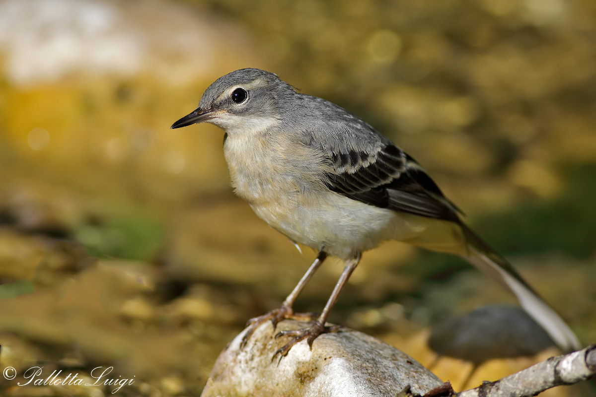 Grey Wagtail (Motacilla cinerea)