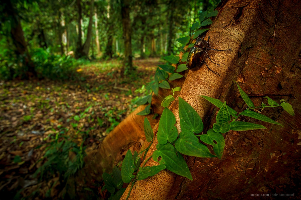 Rhinoceros Beetle | Borneo