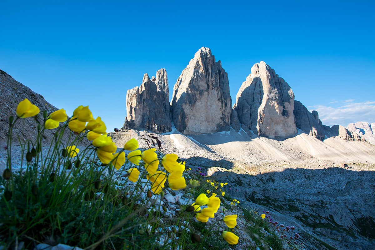 Dolomiti fiorite - Tre Cime di Lavaredo