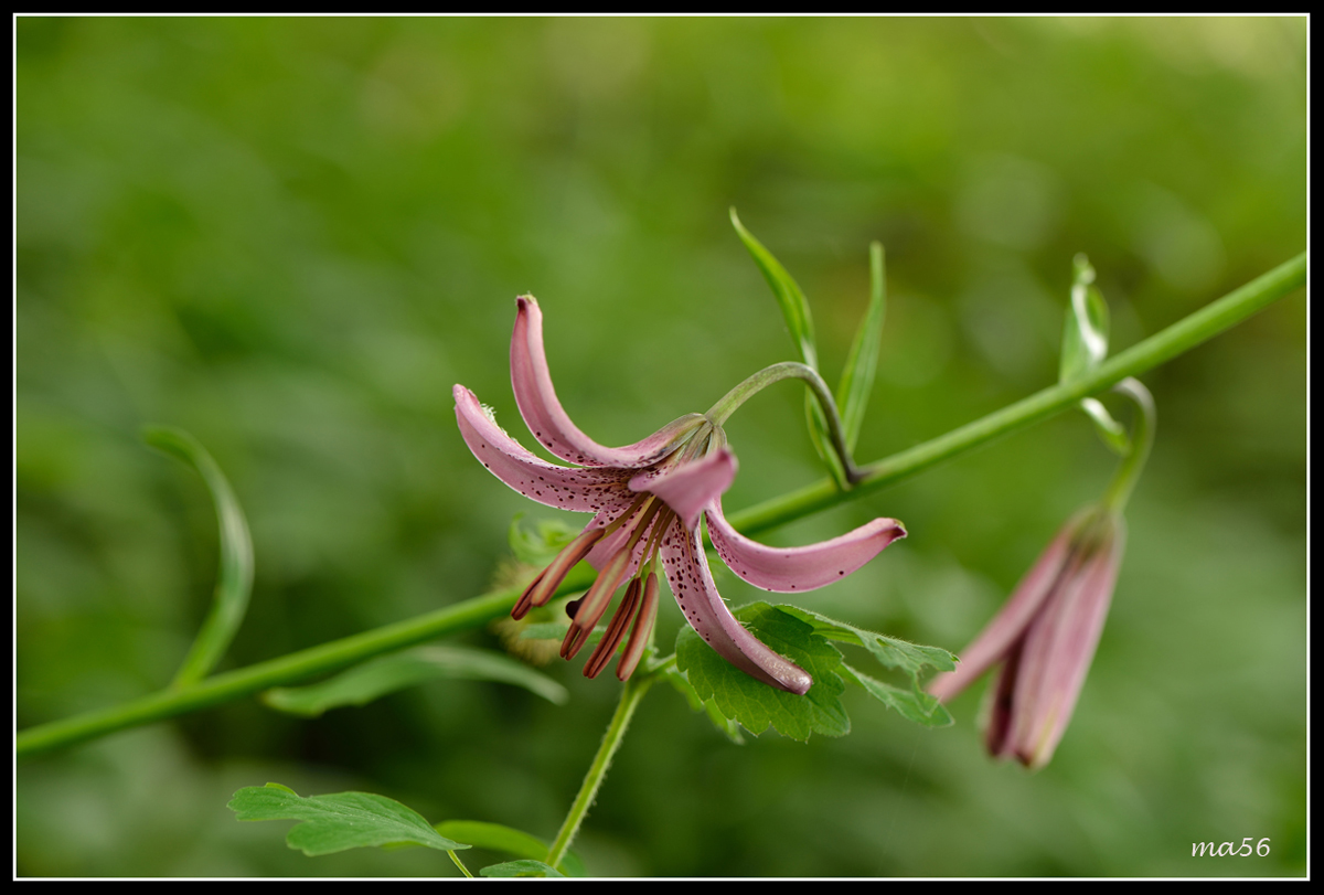Turk's cap lily