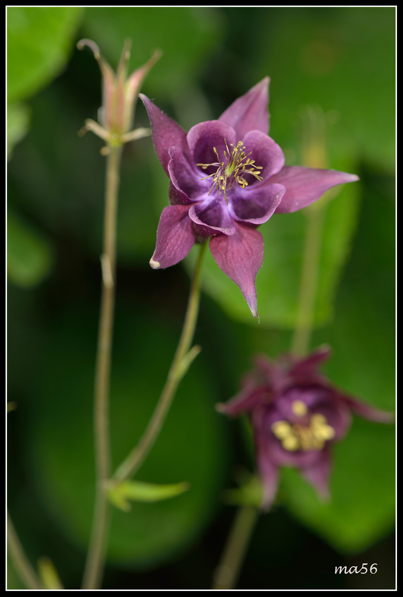 columbine dark