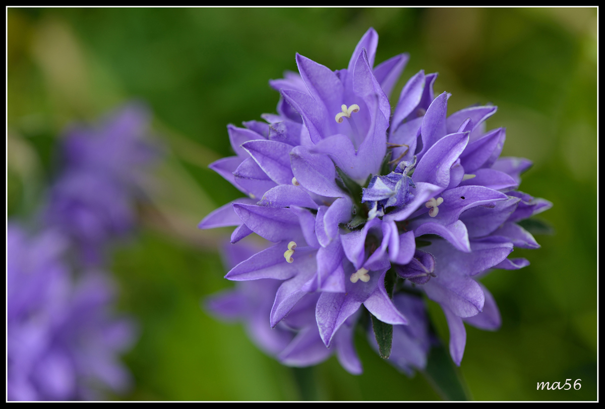 campanula agglomerated