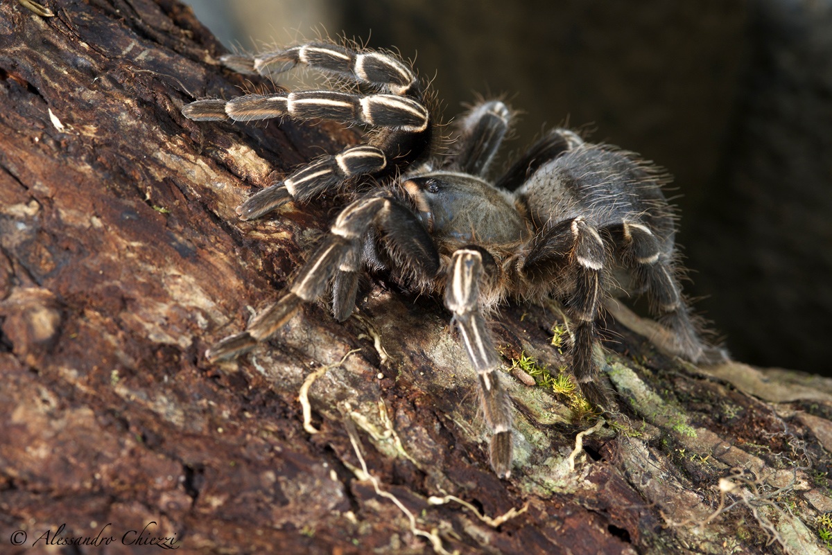 The lair of the tarantula