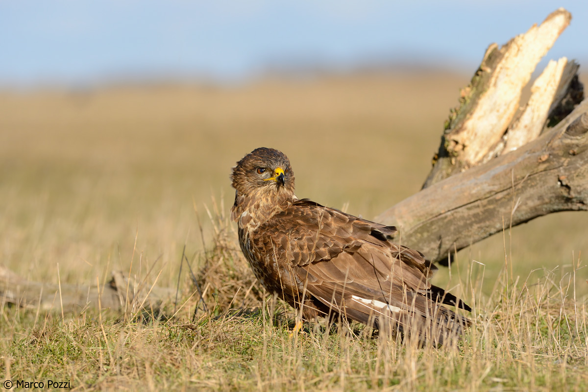 buzzard