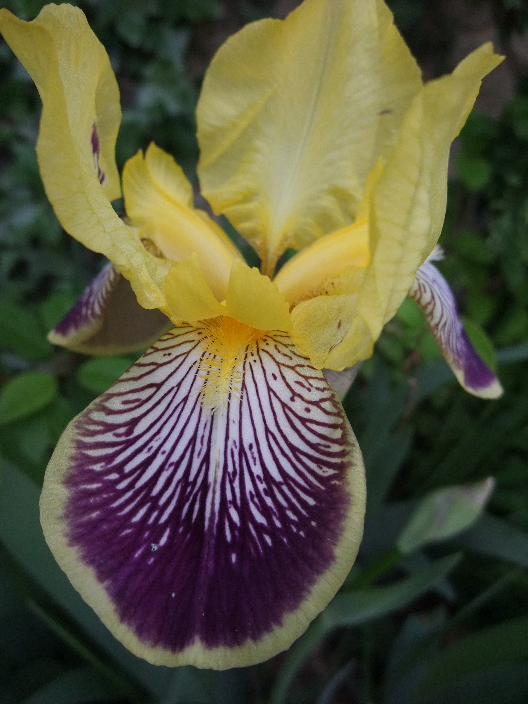 Iris