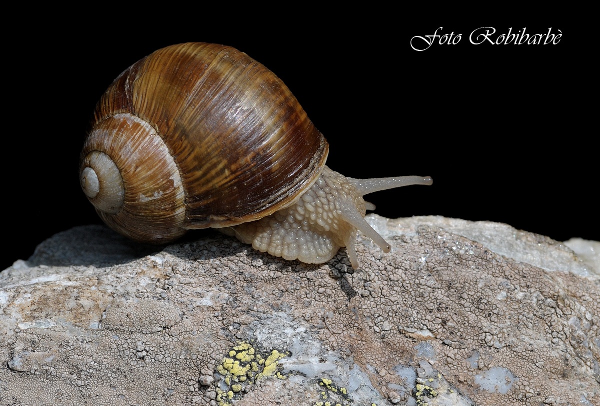 Helix pomatia alpina.......