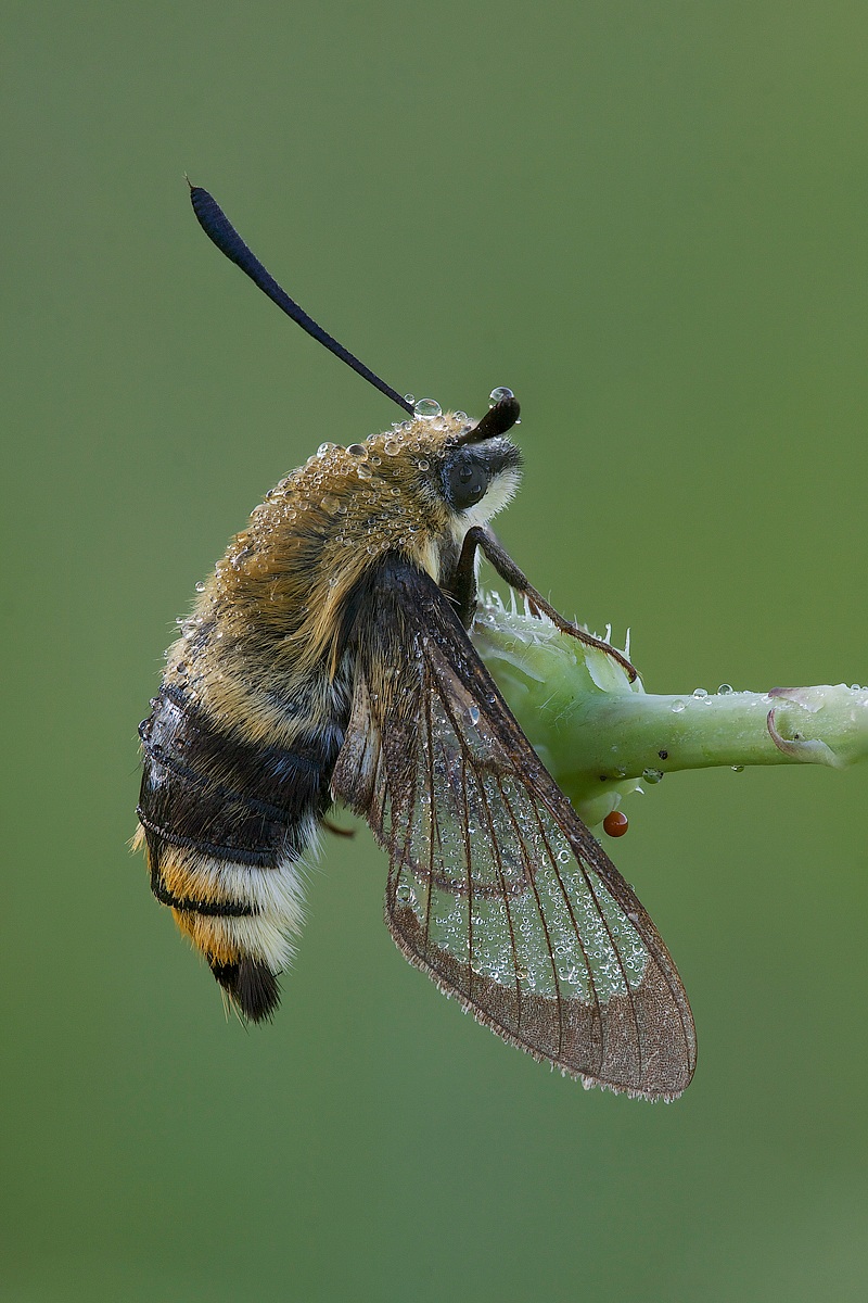 Hemaris tityus