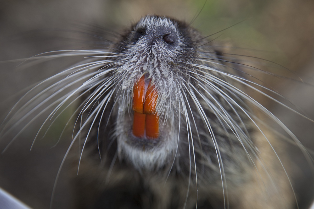 Nutria