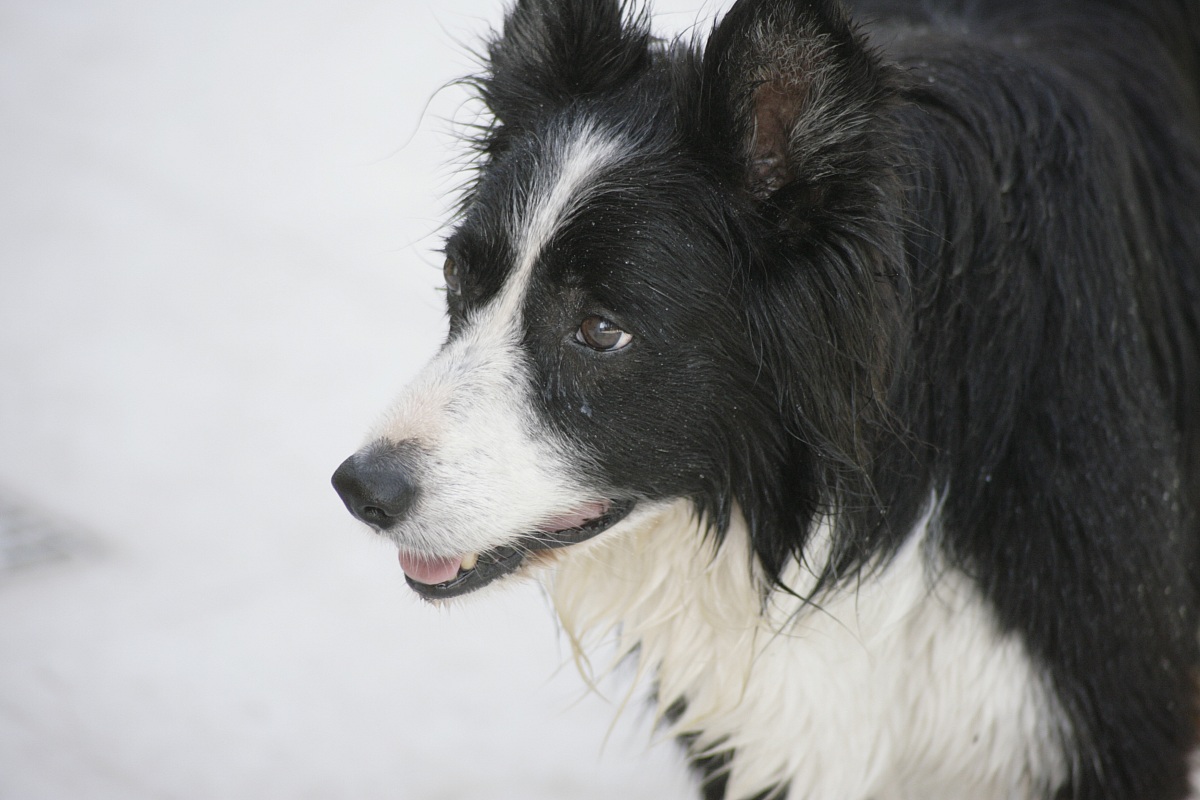Border Collie
