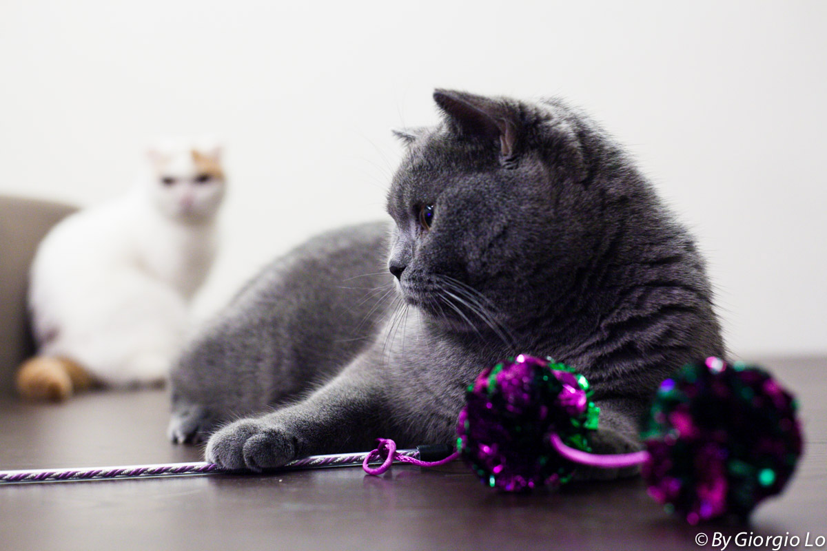 Prova Summicron 50/2