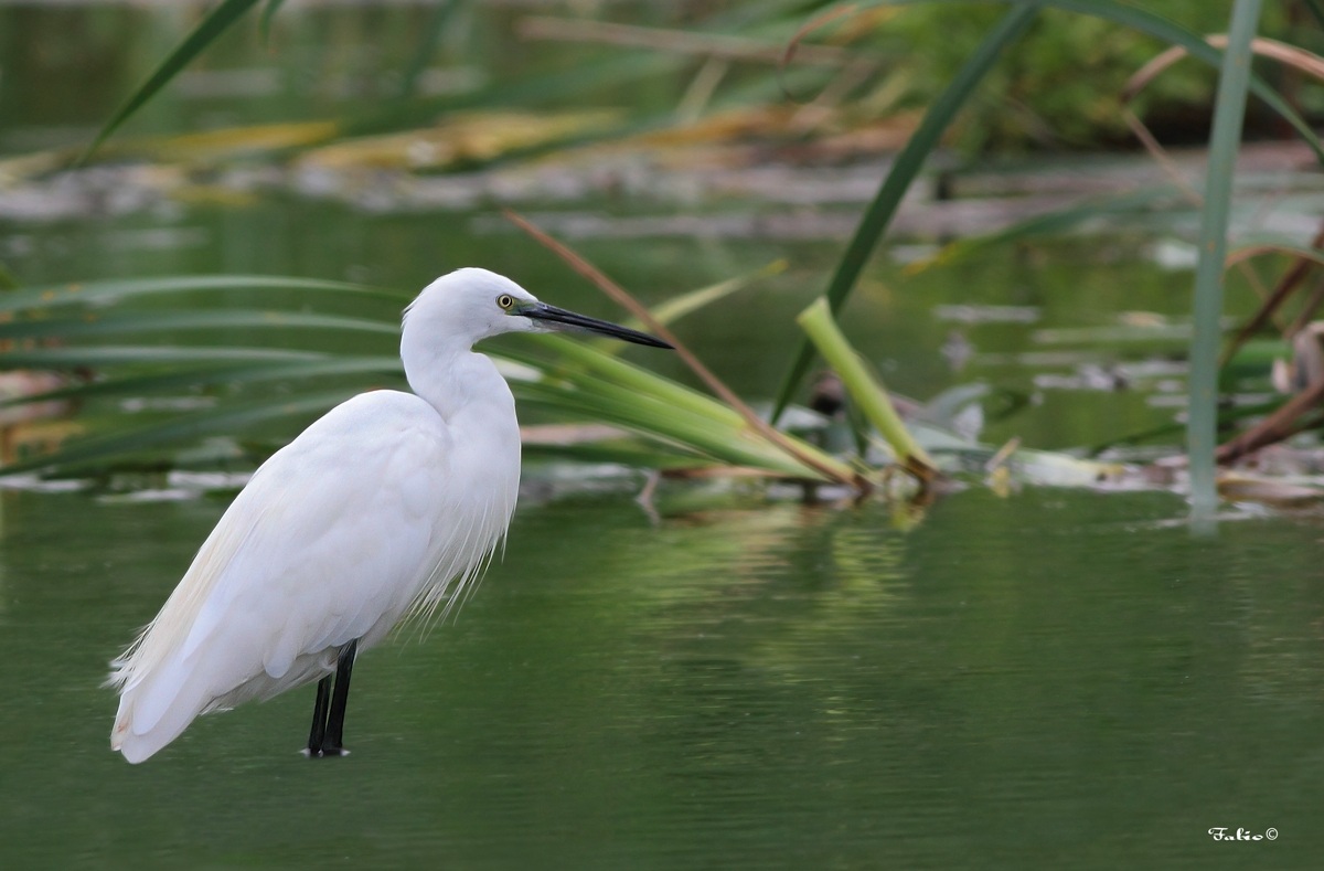 Garzetta (Egretta garzetta)