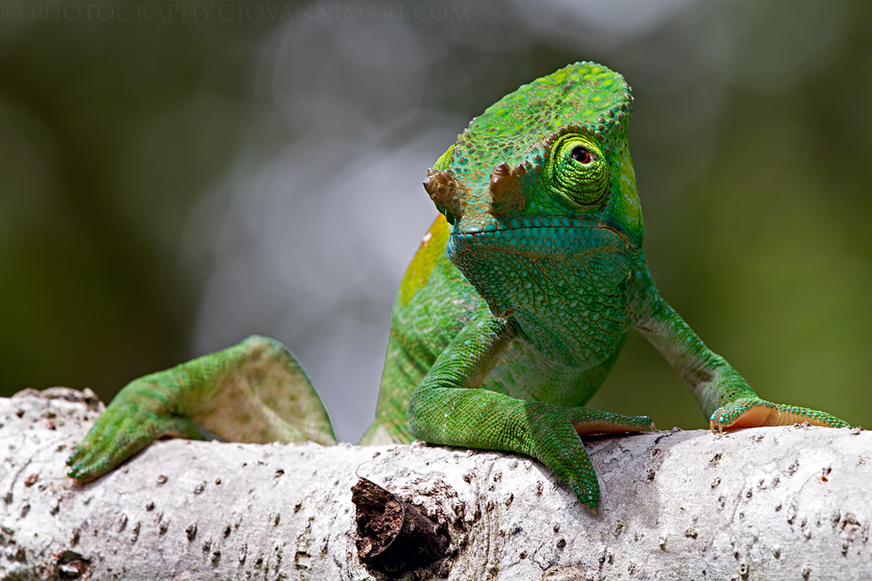 Camaleonte di Parson