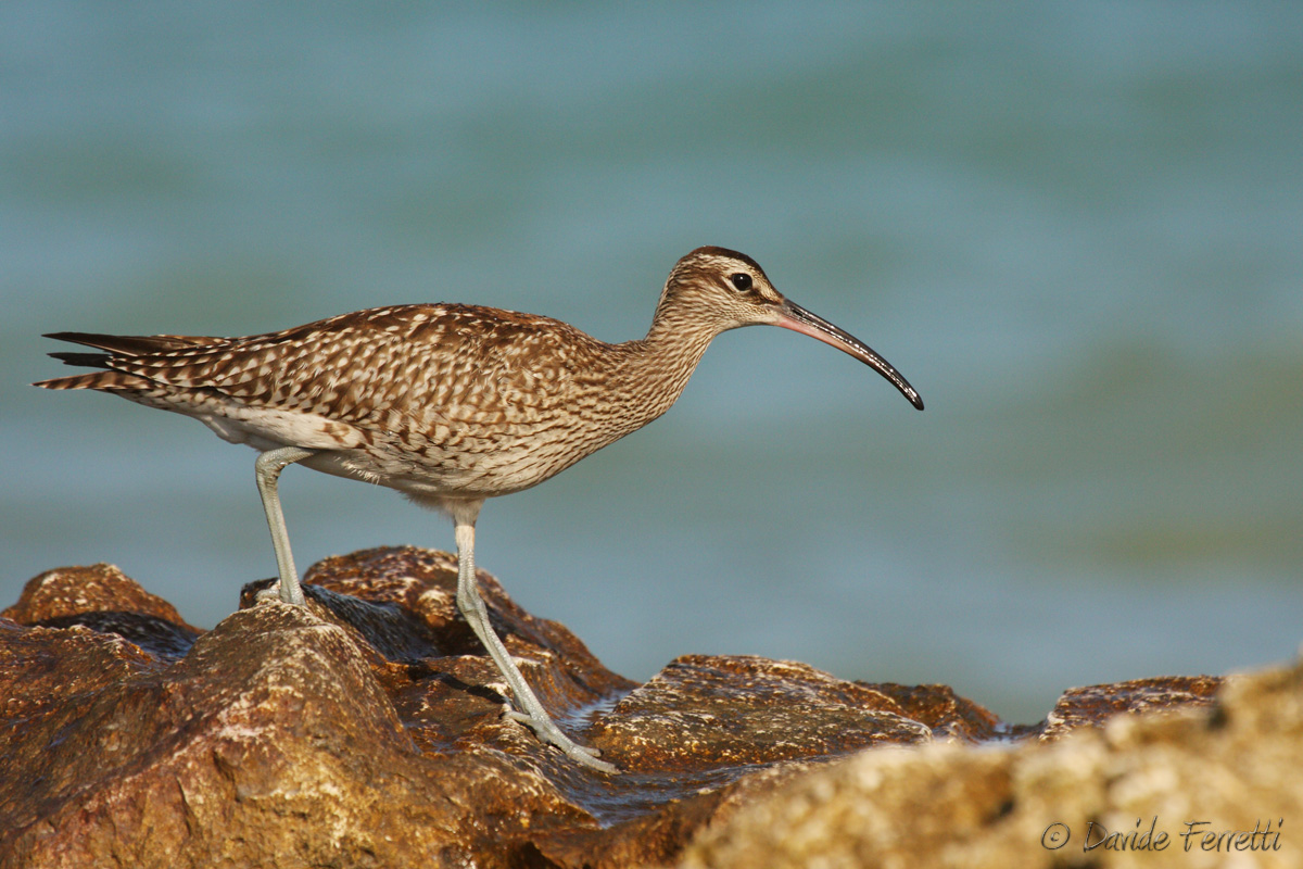 Whimbrel