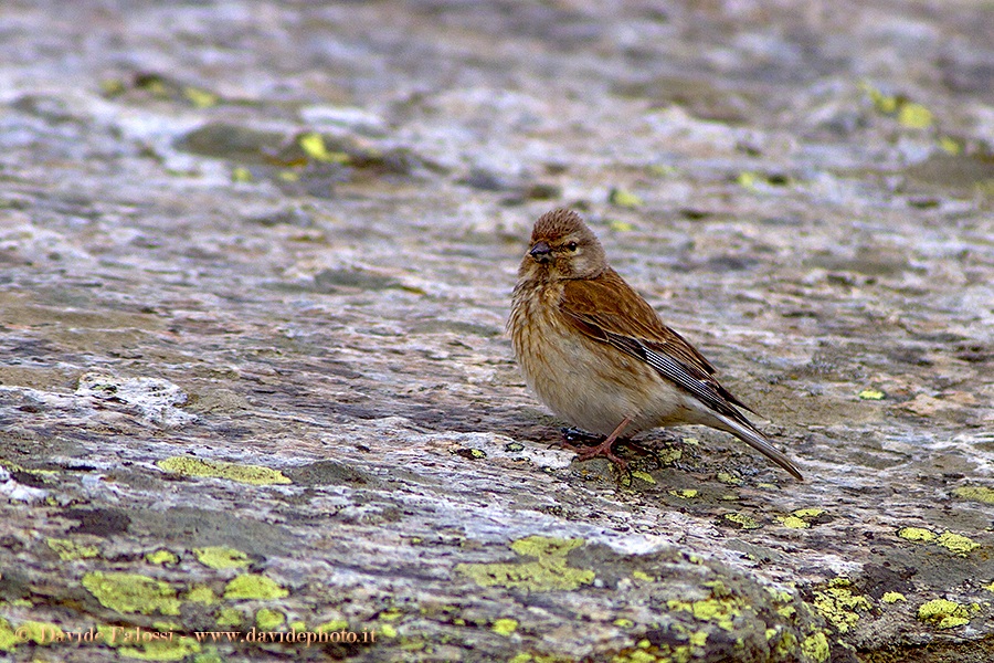Linnet