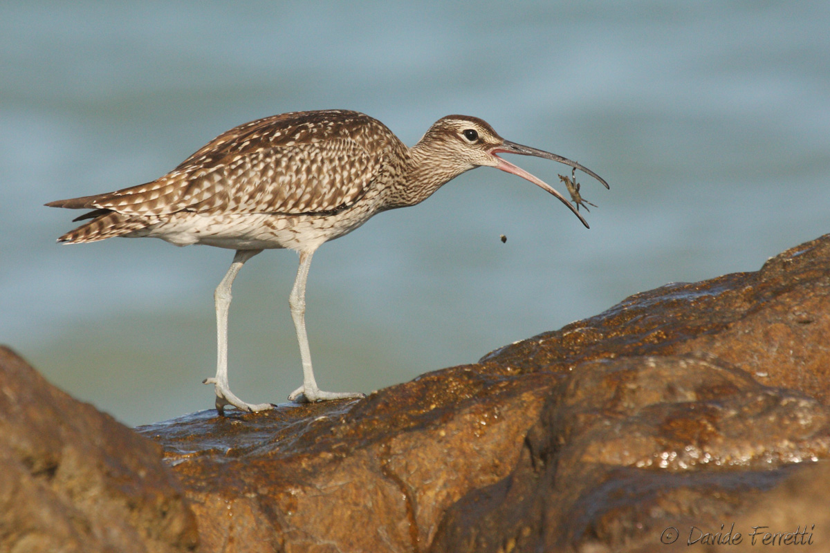 The little curlew and the crab