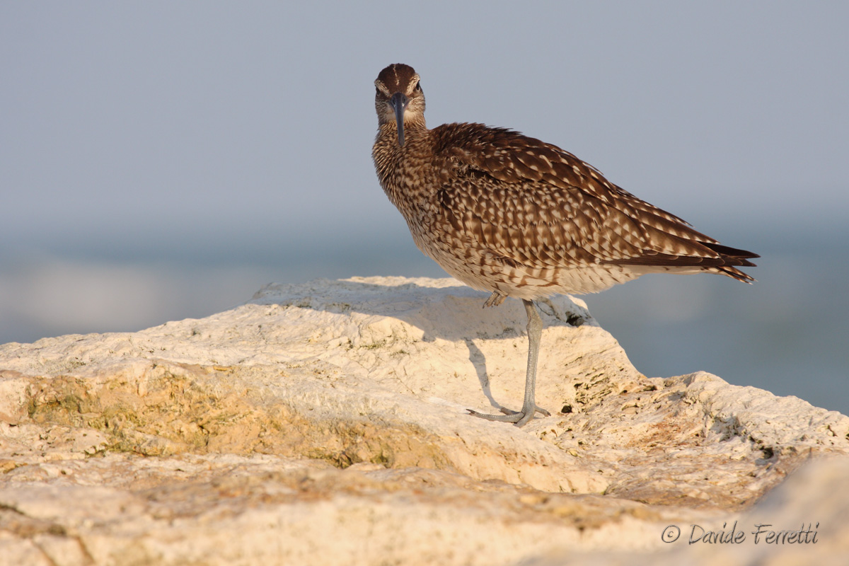 The Sitre streaks on the head