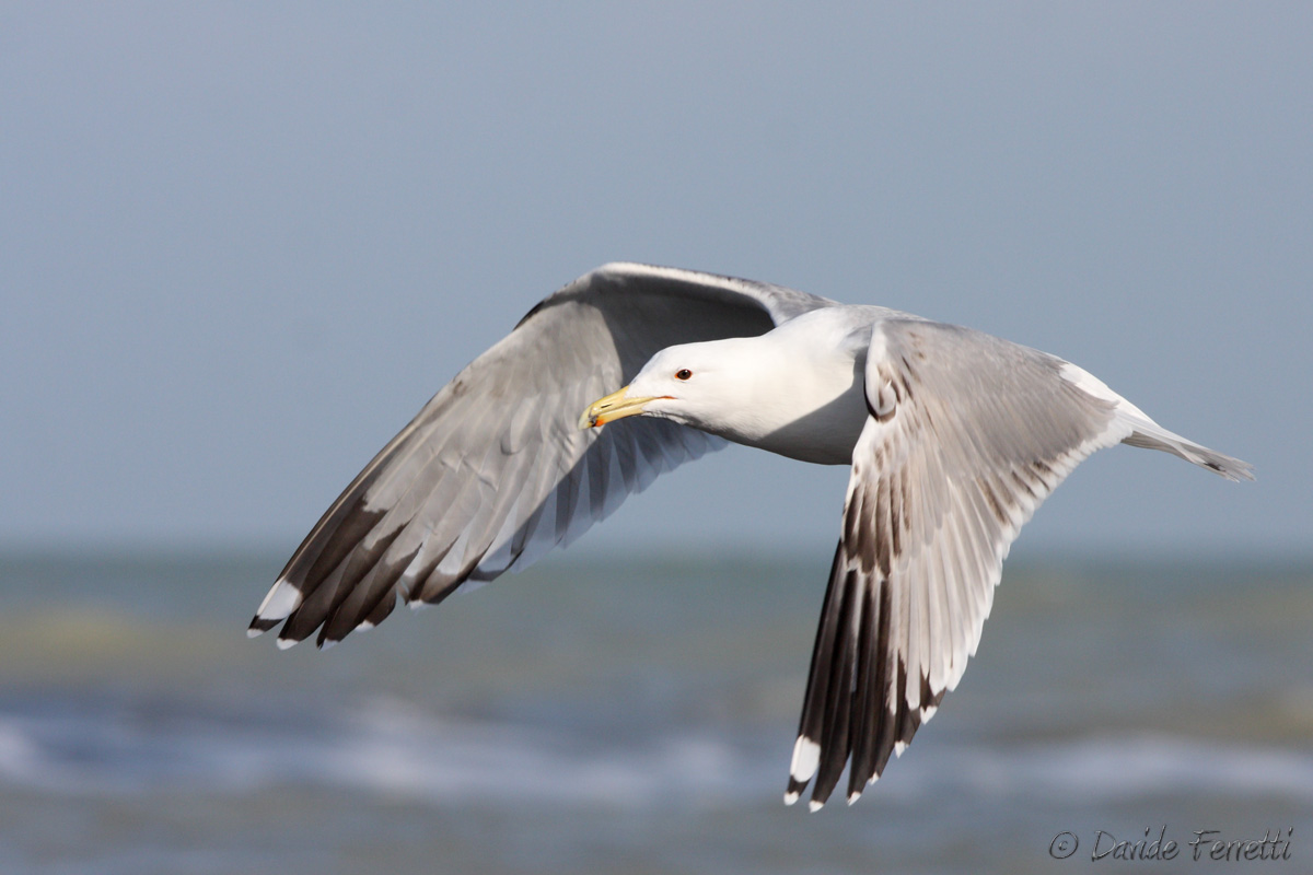 Pontic Gull in flight