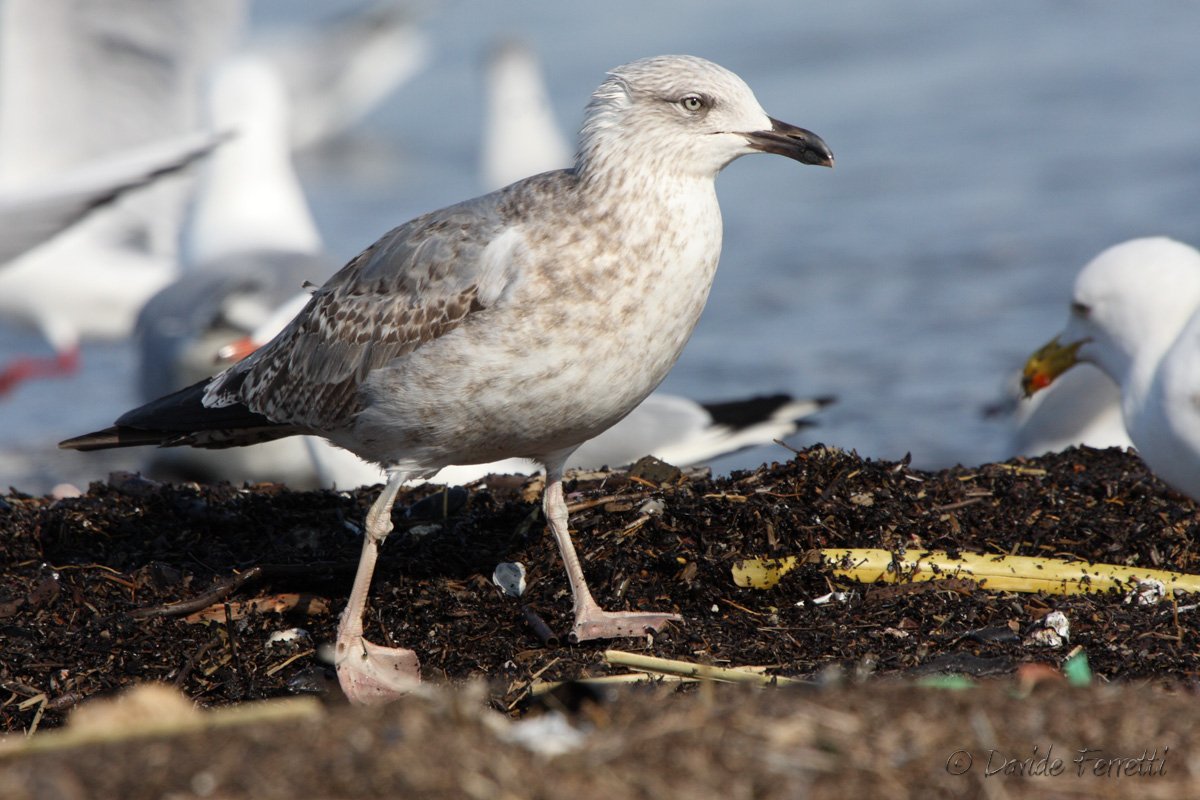 Immature Northern di Gabbiano