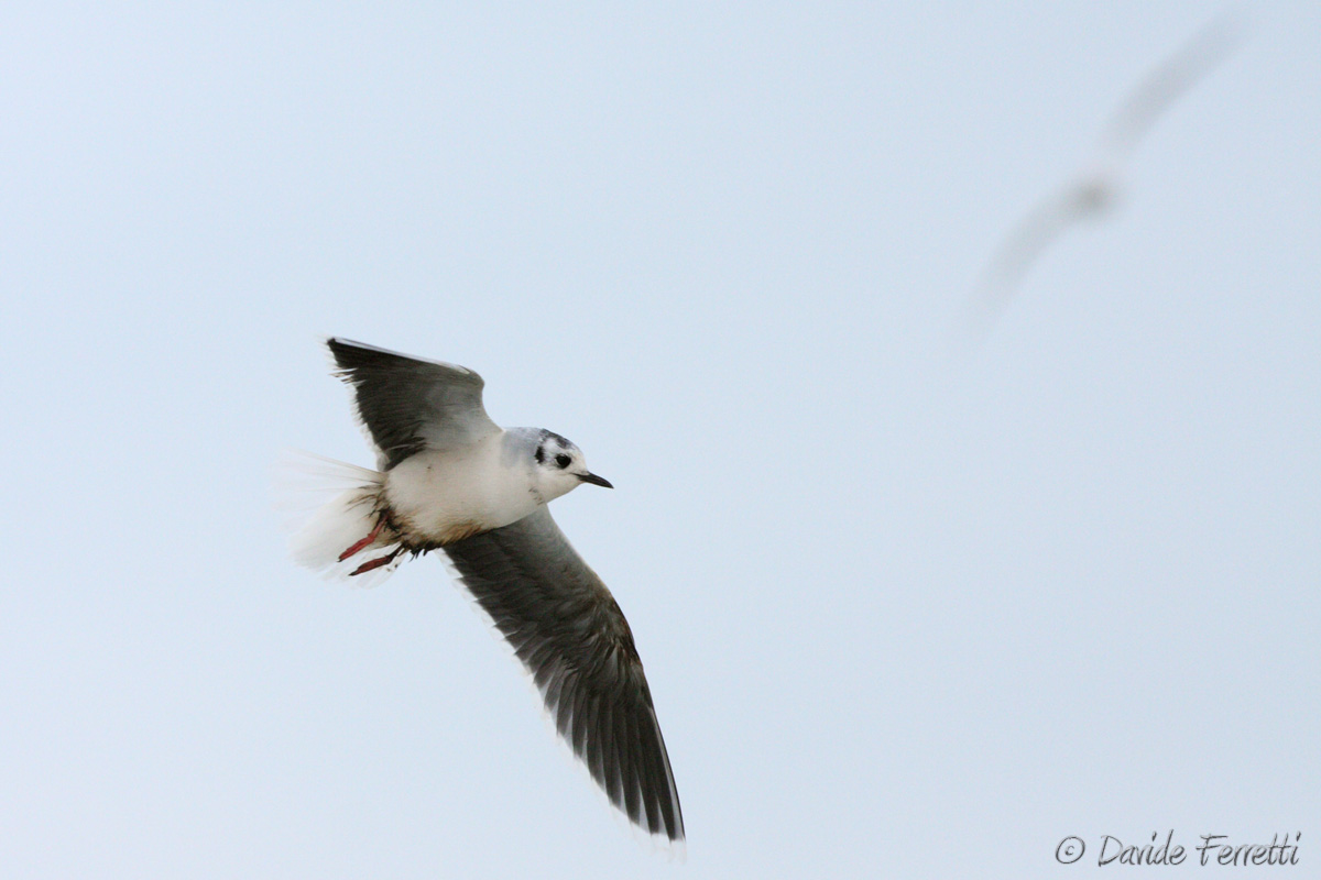 Gull in flight