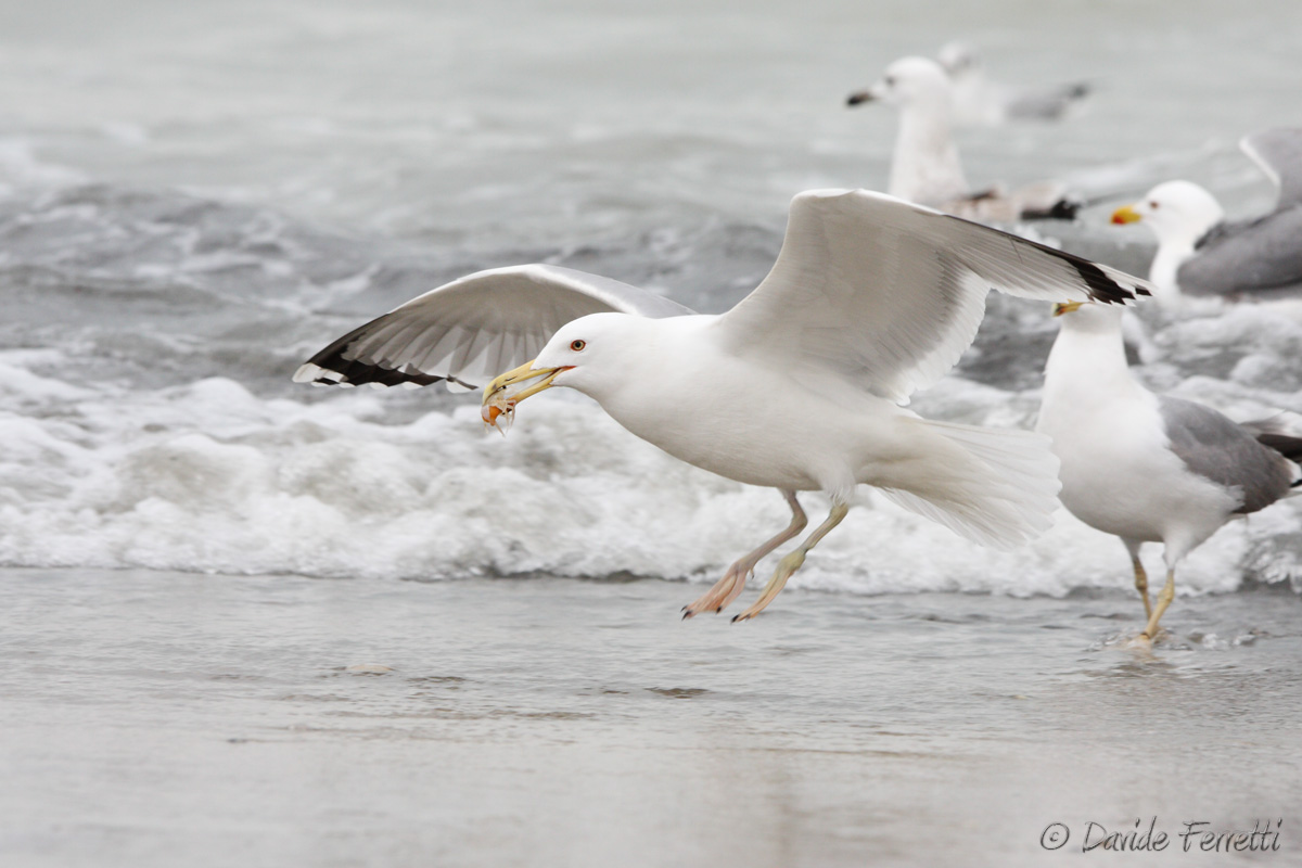 Pontic Gull landing