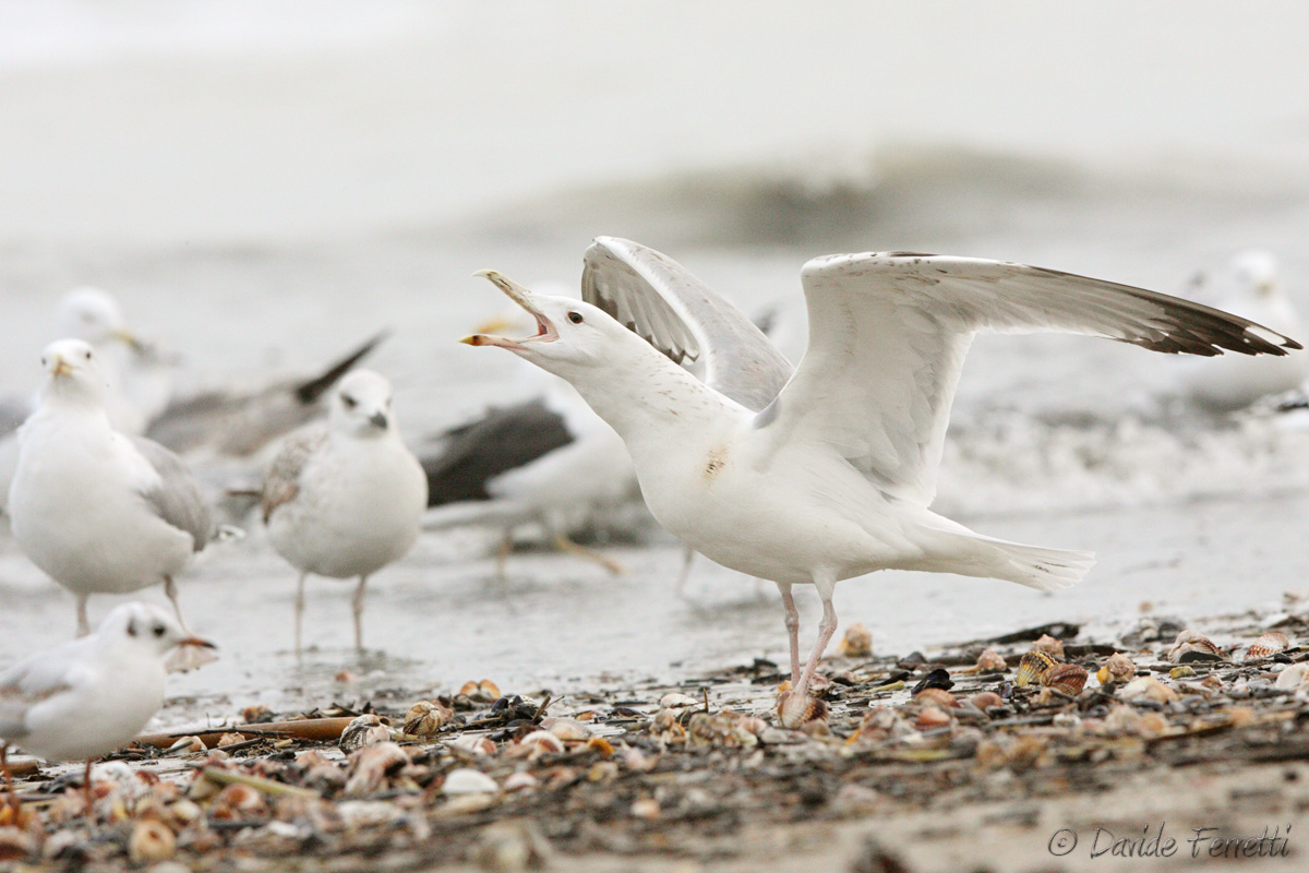 A scream from the Caspian
