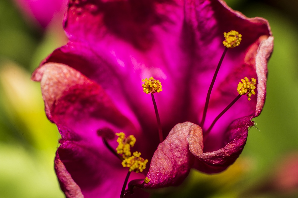 bella di notte macro