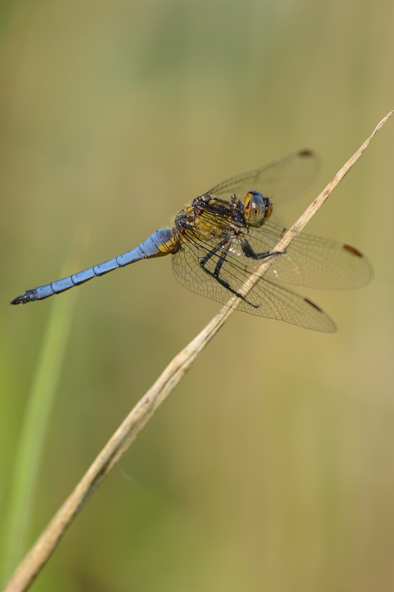 Dragonfly