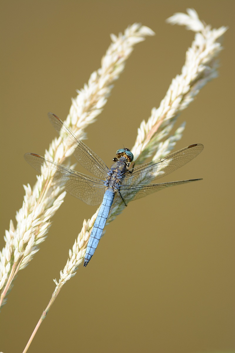 Dragonfly