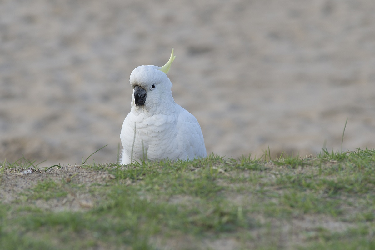 Cockatoo