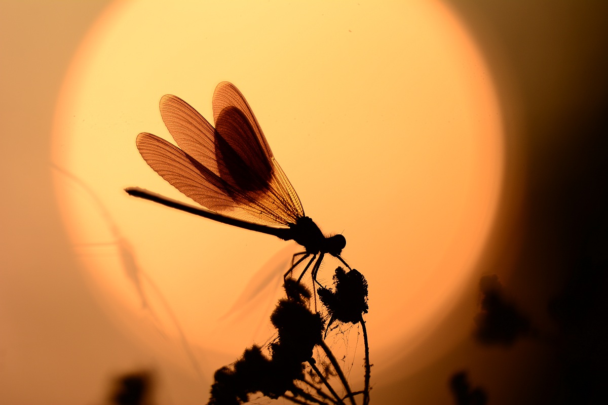 Dragonfly