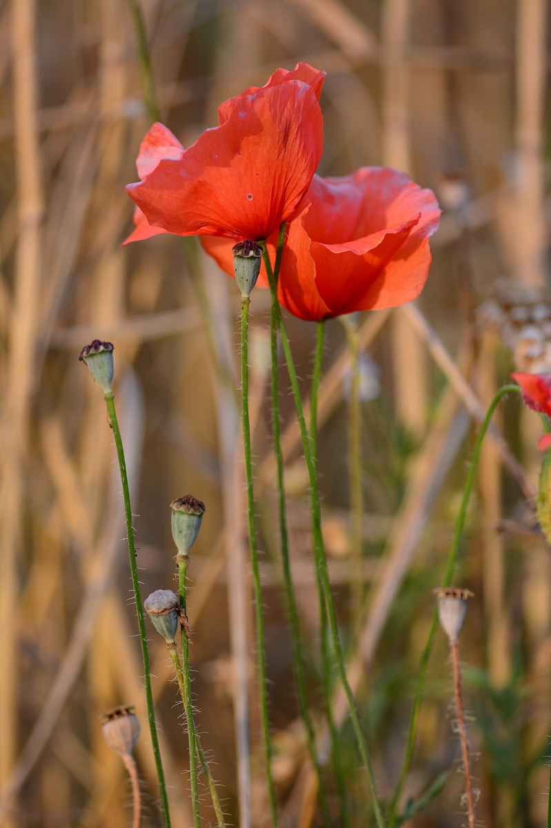 Poppies