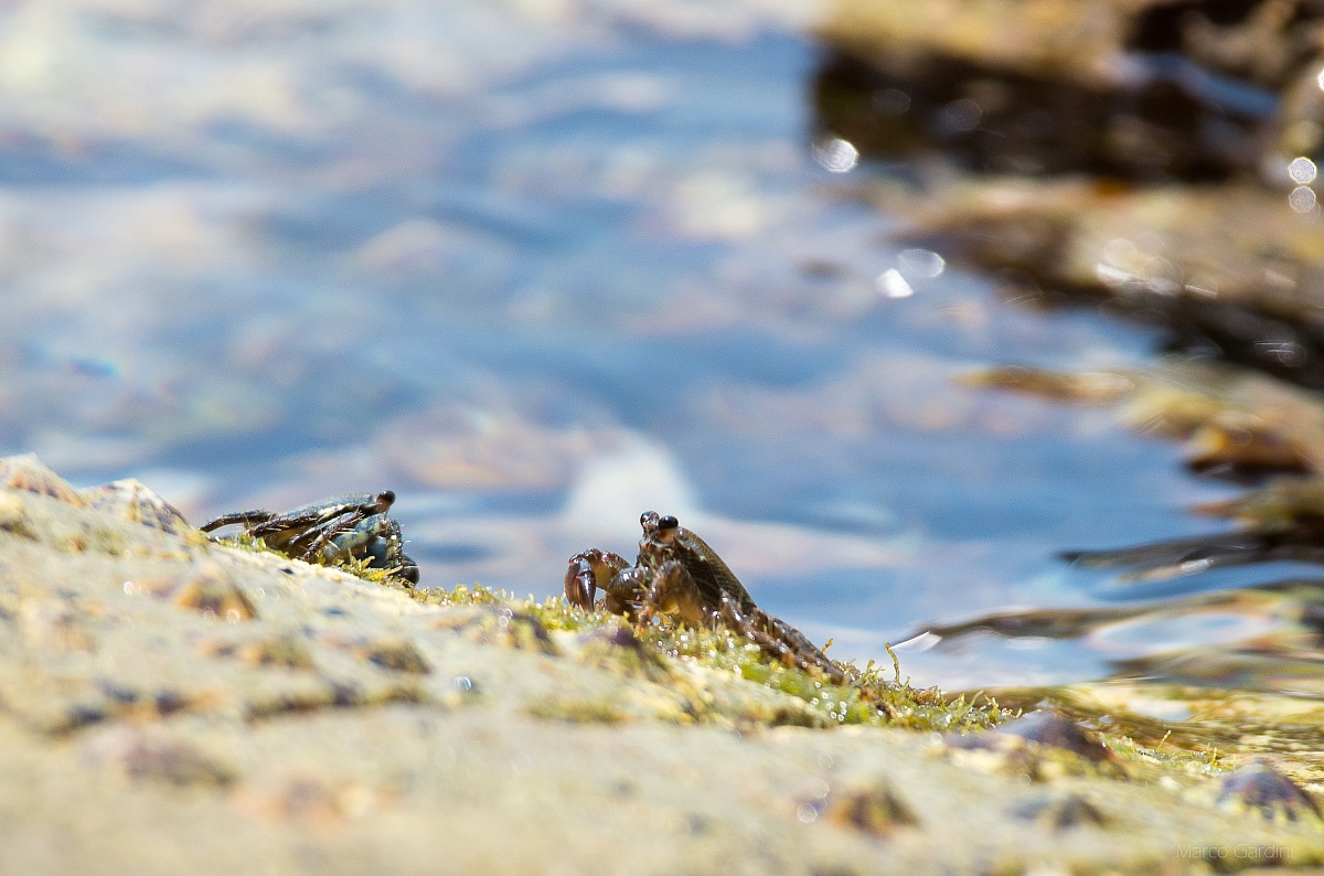 Pettegole in spiaggia