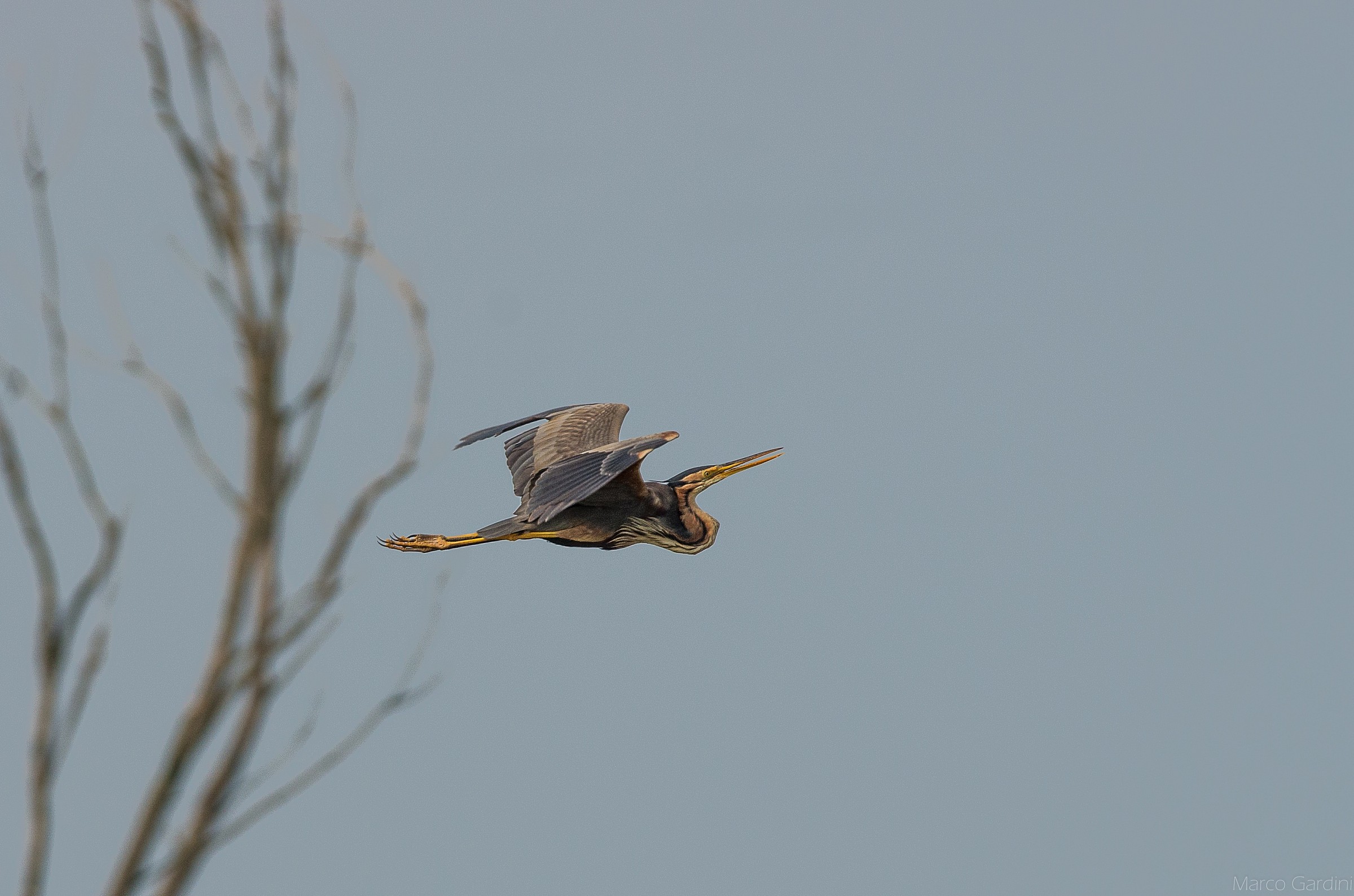 Purple Heron