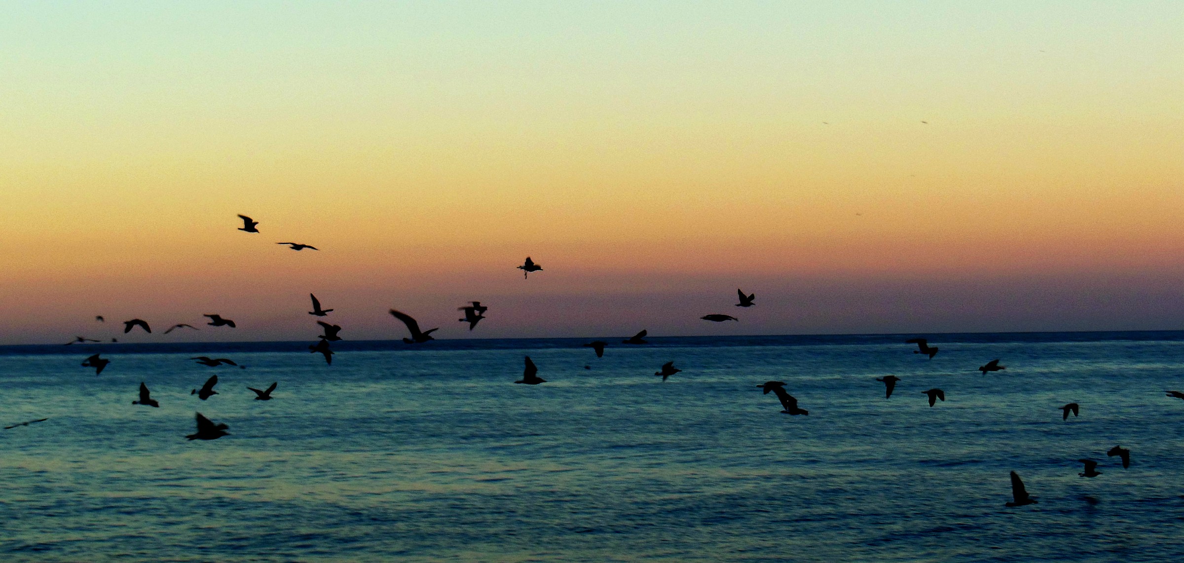 i gabbiani che iniziano un nuovo giorno