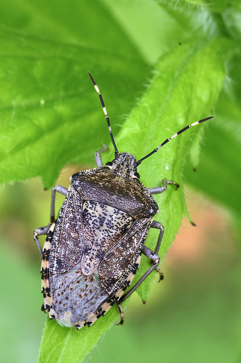 Dolycoris baccarum