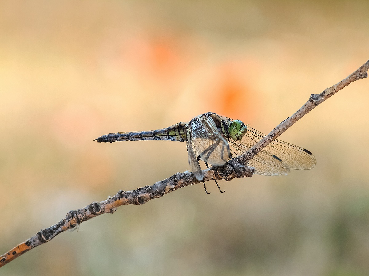 Beautiful dragonfly
