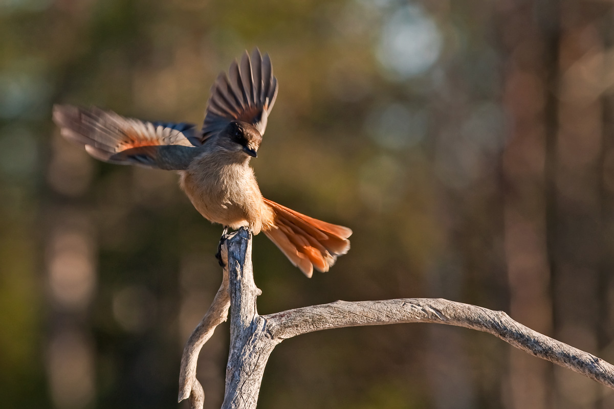 Sibirian Jay, Canon 300mm è 2.8 + 1.4 ext.