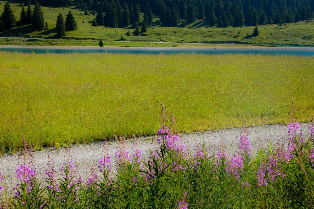 Color agostani to step coe